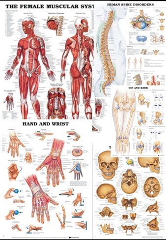 More Anatomical Charts 2